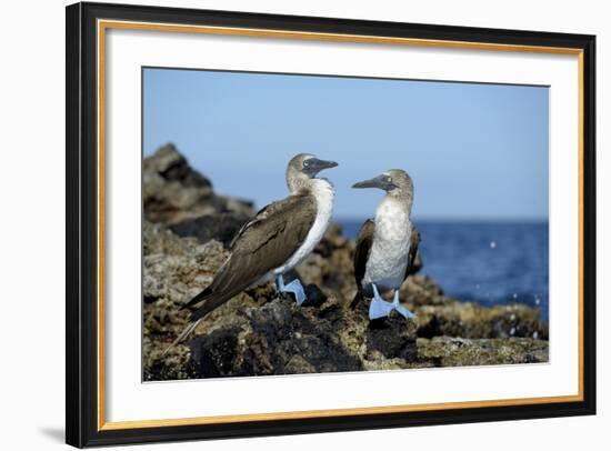 Ecuador, Galapagos, Isabela Island, Punta Moreno. Blue-Footed Booby-Kevin Oke-Framed Photographic Print