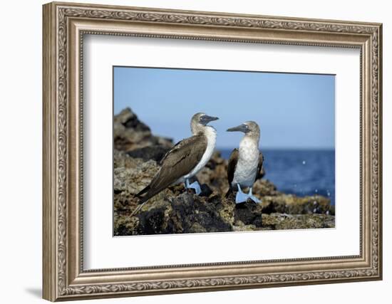 Ecuador, Galapagos, Isabela Island, Punta Moreno. Blue-Footed Booby-Kevin Oke-Framed Photographic Print