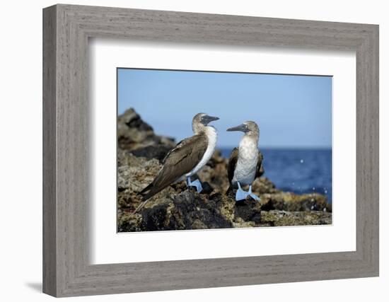 Ecuador, Galapagos, Isabela Island, Punta Moreno. Blue-Footed Booby-Kevin Oke-Framed Photographic Print