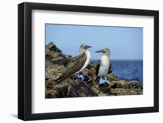 Ecuador, Galapagos, Isabela Island, Punta Moreno. Blue-Footed Booby-Kevin Oke-Framed Photographic Print