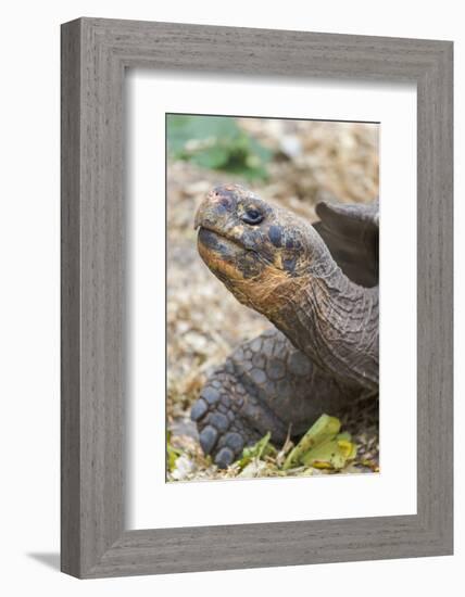 Ecuador, Galapagos Islands, Charles Darwin Research Center, Galapagos Giant Tortoise-Ellen Goff-Framed Photographic Print