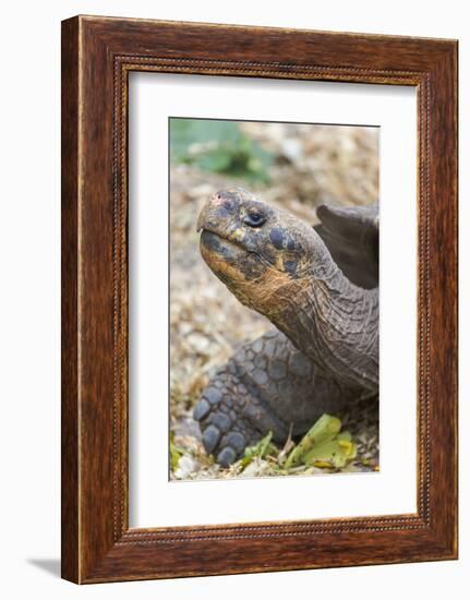 Ecuador, Galapagos Islands, Charles Darwin Research Center, Galapagos Giant Tortoise-Ellen Goff-Framed Photographic Print