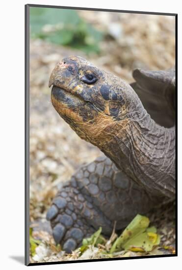 Ecuador, Galapagos Islands, Charles Darwin Research Center, Galapagos Giant Tortoise-Ellen Goff-Mounted Photographic Print