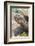 Ecuador, Galapagos Islands, Charles Darwin Research Center, Galapagos Giant Tortoise-Ellen Goff-Framed Photographic Print