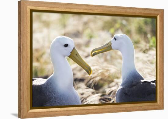 Ecuador, Galapagos Islands, Espanola, Punta Suarez,. Waved Albatrosses Interacting-Ellen Goff-Framed Premier Image Canvas