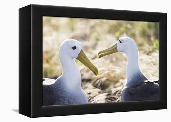 Ecuador, Galapagos Islands, Espanola, Punta Suarez,. Waved Albatrosses Interacting-Ellen Goff-Framed Premier Image Canvas