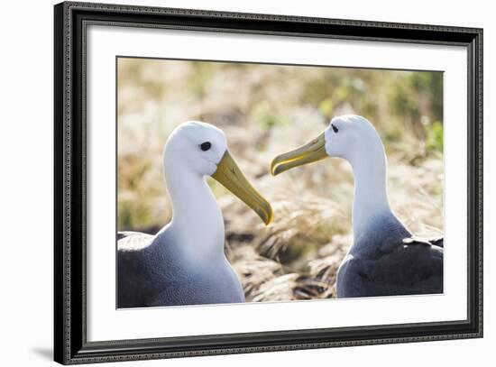 Ecuador, Galapagos Islands, Espanola, Punta Suarez,. Waved Albatrosses Interacting-Ellen Goff-Framed Photographic Print