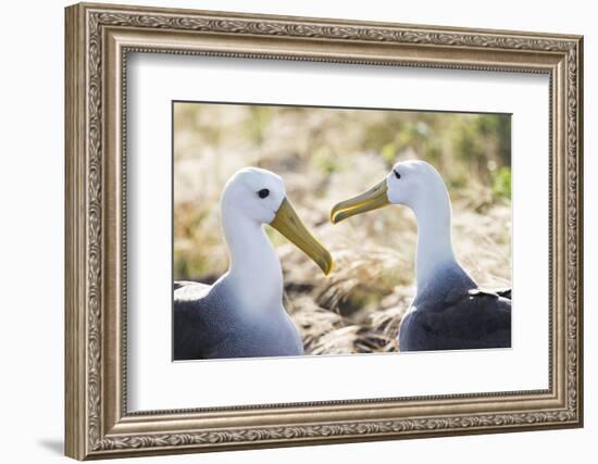 Ecuador, Galapagos Islands, Espanola, Punta Suarez,. Waved Albatrosses Interacting-Ellen Goff-Framed Photographic Print