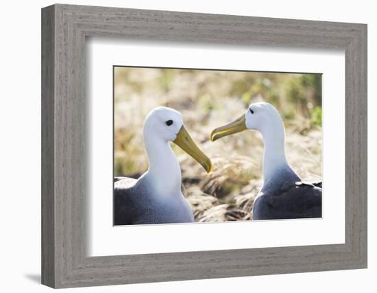 Ecuador, Galapagos Islands, Espanola, Punta Suarez,. Waved Albatrosses Interacting-Ellen Goff-Framed Photographic Print