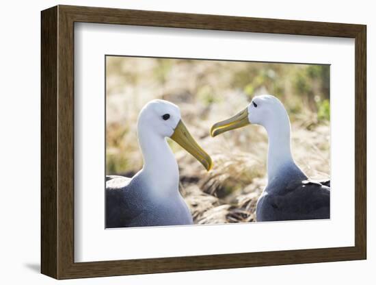 Ecuador, Galapagos Islands, Espanola, Punta Suarez,. Waved Albatrosses Interacting-Ellen Goff-Framed Photographic Print