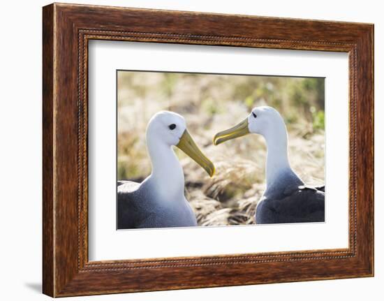 Ecuador, Galapagos Islands, Espanola, Punta Suarez,. Waved Albatrosses Interacting-Ellen Goff-Framed Photographic Print