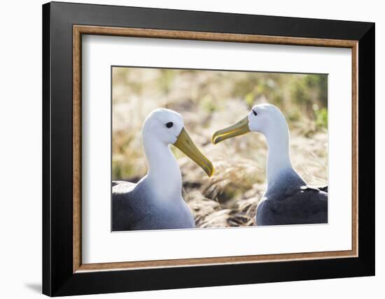 Ecuador, Galapagos Islands, Espanola, Punta Suarez,. Waved Albatrosses Interacting-Ellen Goff-Framed Photographic Print