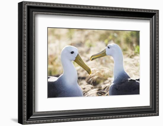 Ecuador, Galapagos Islands, Espanola, Punta Suarez,. Waved Albatrosses Interacting-Ellen Goff-Framed Photographic Print