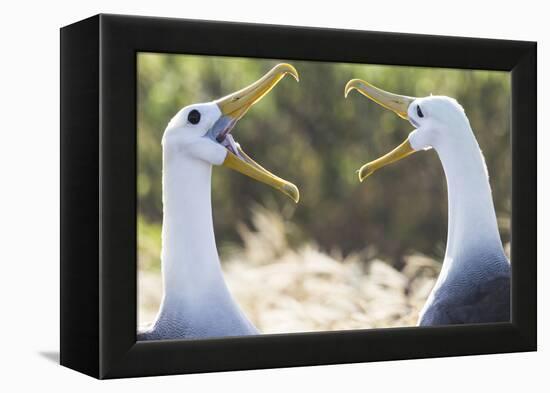 Ecuador, Galapagos Islands, Espanola, Punta Suarez,. Waved Albatrosses Interacting-Ellen Goff-Framed Premier Image Canvas