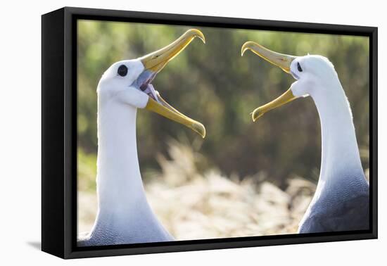 Ecuador, Galapagos Islands, Espanola, Punta Suarez,. Waved Albatrosses Interacting-Ellen Goff-Framed Premier Image Canvas
