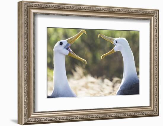 Ecuador, Galapagos Islands, Espanola, Punta Suarez,. Waved Albatrosses Interacting-Ellen Goff-Framed Photographic Print