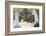 Ecuador, Galapagos Islands, Espanola, Punta Suarez,. Waved Albatrosses Interacting-Ellen Goff-Framed Photographic Print