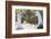 Ecuador, Galapagos Islands, Espanola, Punta Suarez,. Waved Albatrosses Interacting-Ellen Goff-Framed Photographic Print