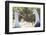 Ecuador, Galapagos Islands, Espanola, Punta Suarez,. Waved Albatrosses Interacting-Ellen Goff-Framed Photographic Print