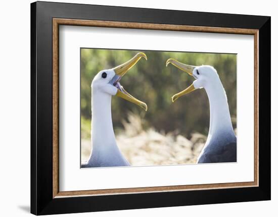 Ecuador, Galapagos Islands, Espanola, Punta Suarez,. Waved Albatrosses Interacting-Ellen Goff-Framed Photographic Print