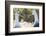 Ecuador, Galapagos Islands, Espanola, Punta Suarez,. Waved Albatrosses Interacting-Ellen Goff-Framed Photographic Print