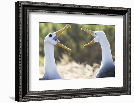 Ecuador, Galapagos Islands, Espanola, Punta Suarez,. Waved Albatrosses Interacting-Ellen Goff-Framed Photographic Print