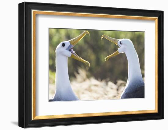 Ecuador, Galapagos Islands, Espanola, Punta Suarez,. Waved Albatrosses Interacting-Ellen Goff-Framed Photographic Print