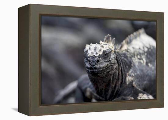 Ecuador, Galapagos Islands, Fernandina, Punta Espinoza. Marine Iguana Head Portrait-Ellen Goff-Framed Premier Image Canvas