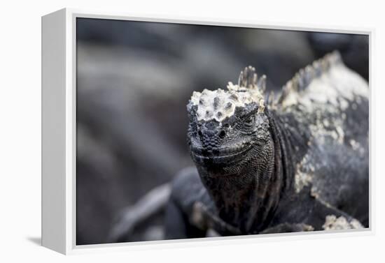 Ecuador, Galapagos Islands, Fernandina, Punta Espinoza. Marine Iguana Head Portrait-Ellen Goff-Framed Premier Image Canvas