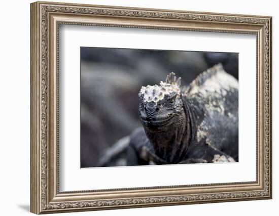 Ecuador, Galapagos Islands, Fernandina, Punta Espinoza. Marine Iguana Head Portrait-Ellen Goff-Framed Photographic Print