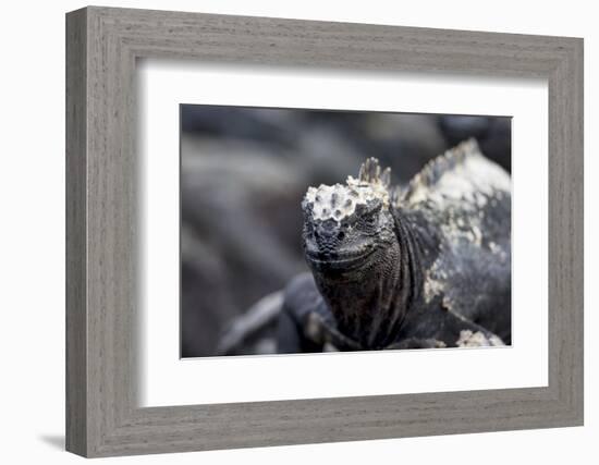 Ecuador, Galapagos Islands, Fernandina, Punta Espinoza. Marine Iguana Head Portrait-Ellen Goff-Framed Photographic Print