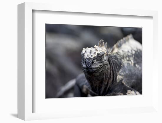 Ecuador, Galapagos Islands, Fernandina, Punta Espinoza. Marine Iguana Head Portrait-Ellen Goff-Framed Photographic Print