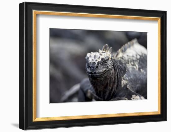 Ecuador, Galapagos Islands, Fernandina, Punta Espinoza. Marine Iguana Head Portrait-Ellen Goff-Framed Photographic Print