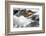 Ecuador, Galapagos Islands, Fernandina, Punta Espinoza-Ellen Goff-Framed Photographic Print