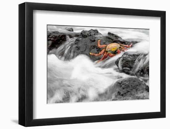 Ecuador, Galapagos Islands, Fernandina, Punta Espinoza-Ellen Goff-Framed Photographic Print