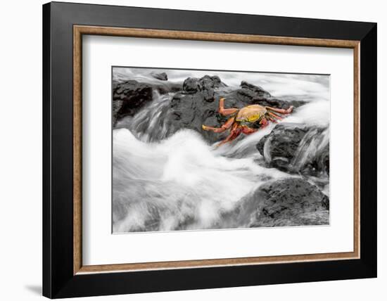 Ecuador, Galapagos Islands, Fernandina, Punta Espinoza-Ellen Goff-Framed Photographic Print