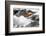 Ecuador, Galapagos Islands, Fernandina, Punta Espinoza-Ellen Goff-Framed Photographic Print