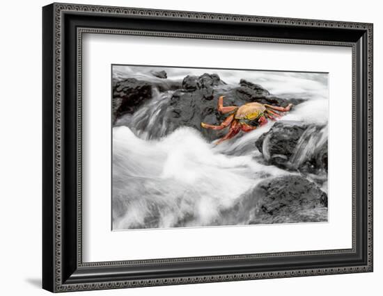 Ecuador, Galapagos Islands, Fernandina, Punta Espinoza-Ellen Goff-Framed Photographic Print