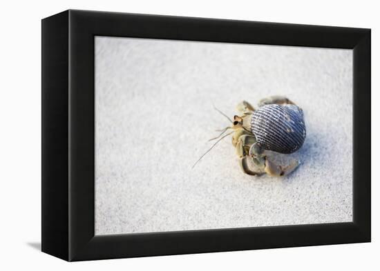 Ecuador, Galapagos Islands, Genovesa, Darwin Bay Beach. Hermit Crab on the Beach-Ellen Goff-Framed Premier Image Canvas