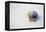 Ecuador, Galapagos Islands, Genovesa, Darwin Bay Beach. Hermit Crab on the Beach-Ellen Goff-Framed Premier Image Canvas