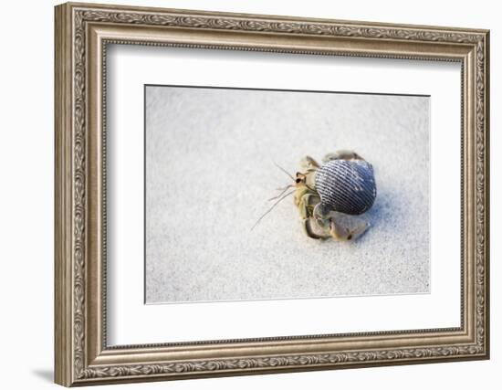 Ecuador, Galapagos Islands, Genovesa, Darwin Bay Beach. Hermit Crab on the Beach-Ellen Goff-Framed Photographic Print