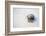 Ecuador, Galapagos Islands, Genovesa, Darwin Bay Beach. Hermit Crab on the Beach-Ellen Goff-Framed Photographic Print