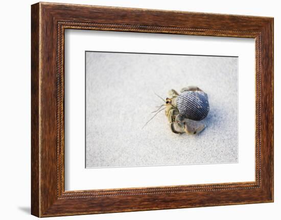 Ecuador, Galapagos Islands, Genovesa, Darwin Bay Beach. Hermit Crab on the Beach-Ellen Goff-Framed Photographic Print