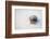 Ecuador, Galapagos Islands, Genovesa, Darwin Bay Beach. Hermit Crab on the Beach-Ellen Goff-Framed Photographic Print