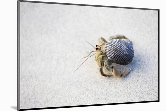 Ecuador, Galapagos Islands, Genovesa, Darwin Bay Beach. Hermit Crab on the Beach-Ellen Goff-Mounted Photographic Print