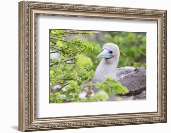 Ecuador, Galapagos Islands, Genovesa, Darwin Bay Beach, Red-Footed Booby Perching in Foliage-Ellen Goff-Framed Photographic Print