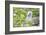 Ecuador, Galapagos Islands, Genovesa, Darwin Bay Beach, Red-Footed Booby Perching in Foliage-Ellen Goff-Framed Photographic Print