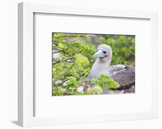 Ecuador, Galapagos Islands, Genovesa, Darwin Bay Beach, Red-Footed Booby Perching in Foliage-Ellen Goff-Framed Photographic Print