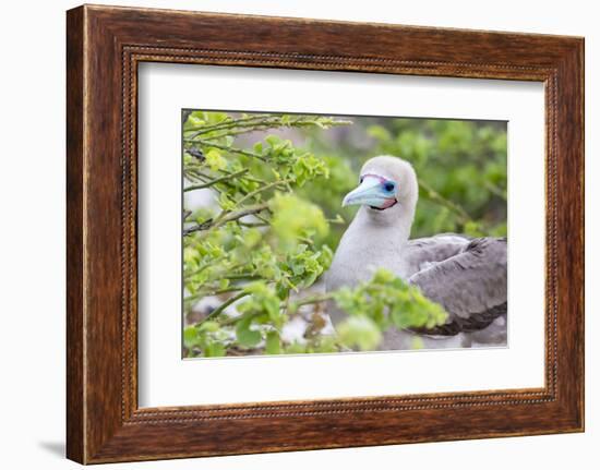 Ecuador, Galapagos Islands, Genovesa, Darwin Bay Beach, Red-Footed Booby Perching in Foliage-Ellen Goff-Framed Photographic Print