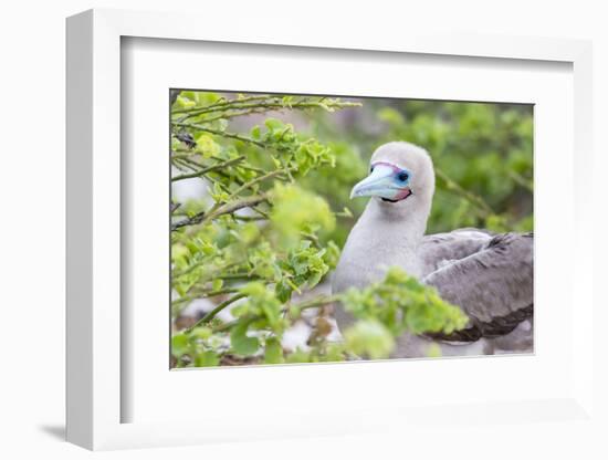 Ecuador, Galapagos Islands, Genovesa, Darwin Bay Beach, Red-Footed Booby Perching in Foliage-Ellen Goff-Framed Photographic Print